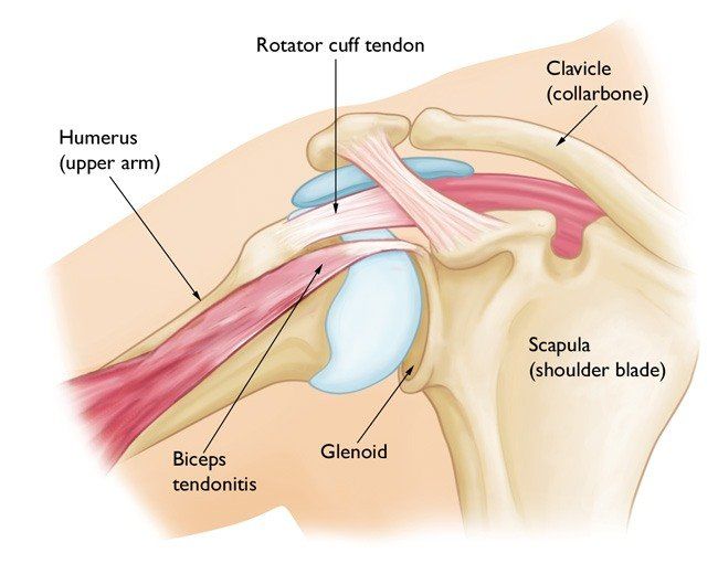 Shoulder Bones: Anatomy, Function & Injuries